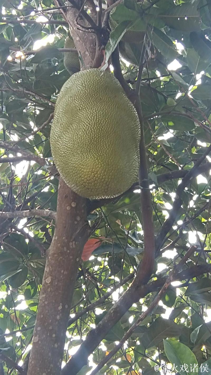 菠萝菠萝蜜高清视频在线播放平台